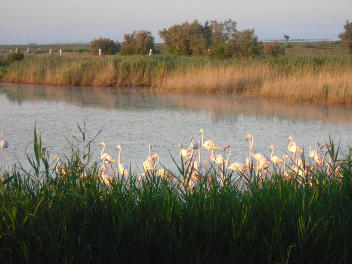Chambre Les Flamants, Avec Vue Imprenable Sur Les Etangs, Les Oiseaux, La Nature, Petit Dejeuner Compris Saintes-Maries-de-la-Mer Exteriér fotografie