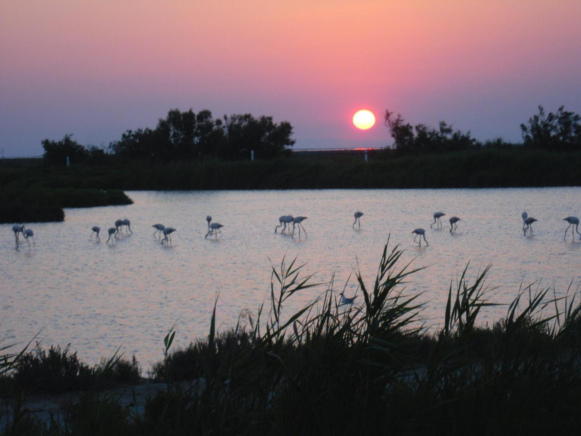 Chambre Les Flamants, Avec Vue Imprenable Sur Les Etangs, Les Oiseaux, La Nature, Petit Dejeuner Compris Saintes-Maries-de-la-Mer Exteriér fotografie