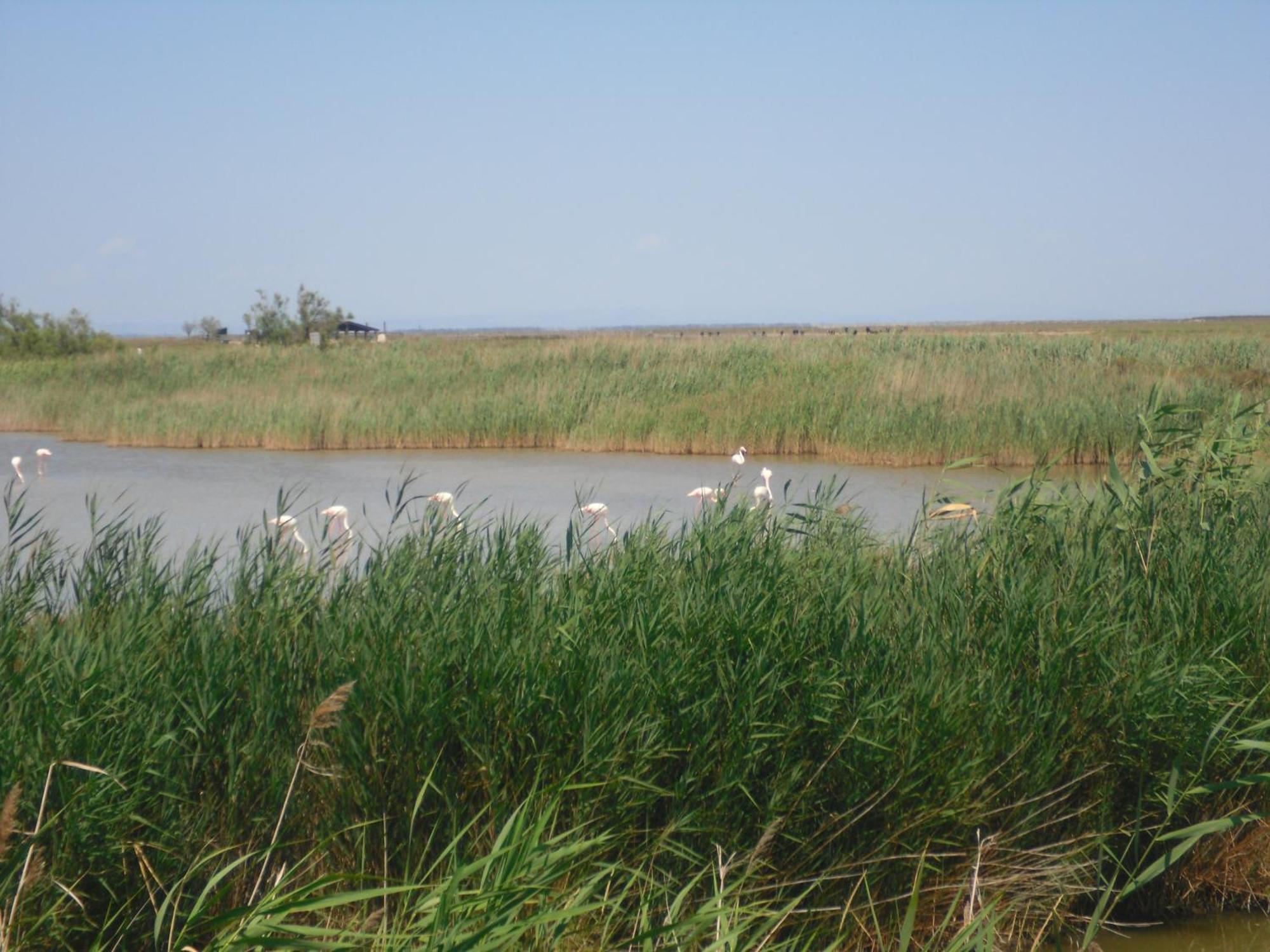 Chambre Les Flamants, Avec Vue Imprenable Sur Les Etangs, Les Oiseaux, La Nature, Petit Dejeuner Compris Saintes-Maries-de-la-Mer Exteriér fotografie